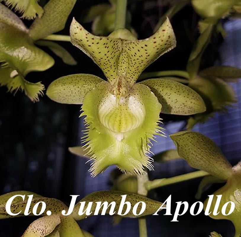 Clowesetum Jumbo Apollo